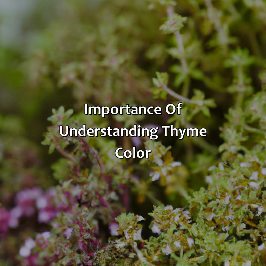 Importance Of Understanding Thyme Color  - What Color Is Thyme, 