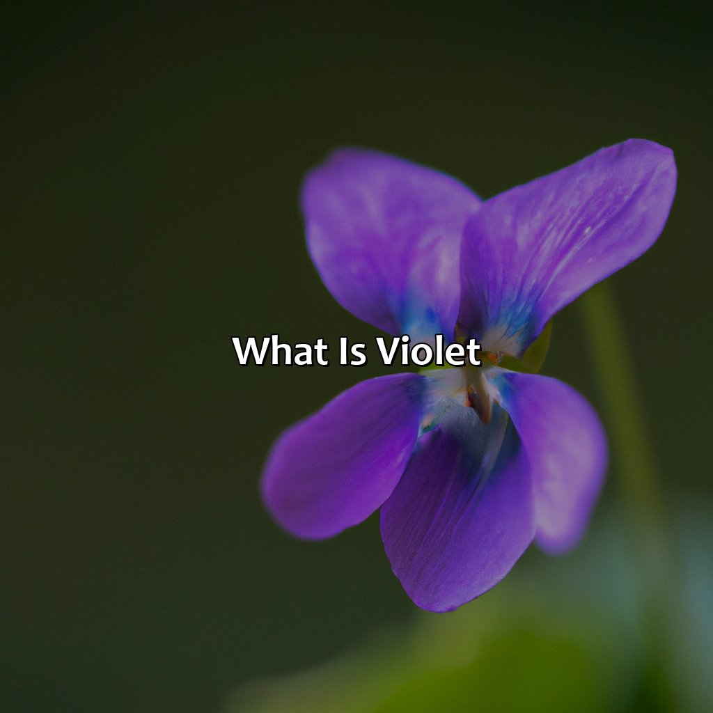 What Is Violet?  - What Color Is Violet, 