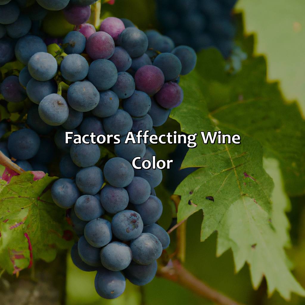 Factors Affecting Wine Color  - What Color Is Wine, 