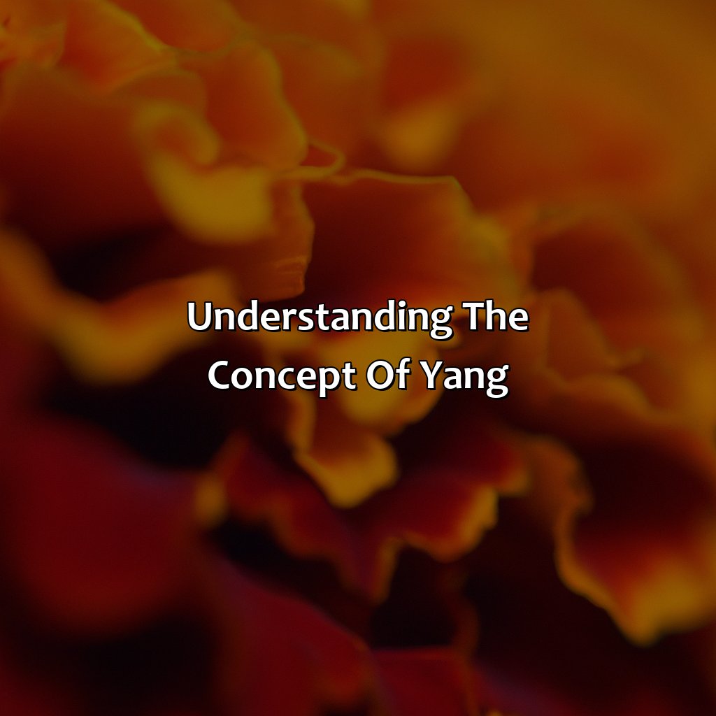 Understanding The Concept Of "Yang"  - What Color Is Yang, 