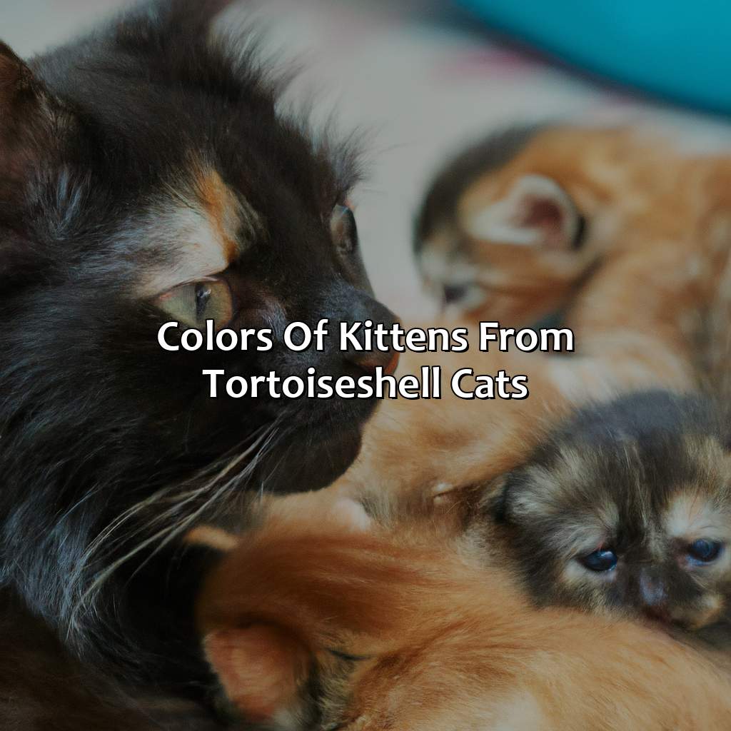 Colors Of Kittens From Tortoiseshell Cats  - What Color Kittens Will A Tortoiseshell Cat Have, 