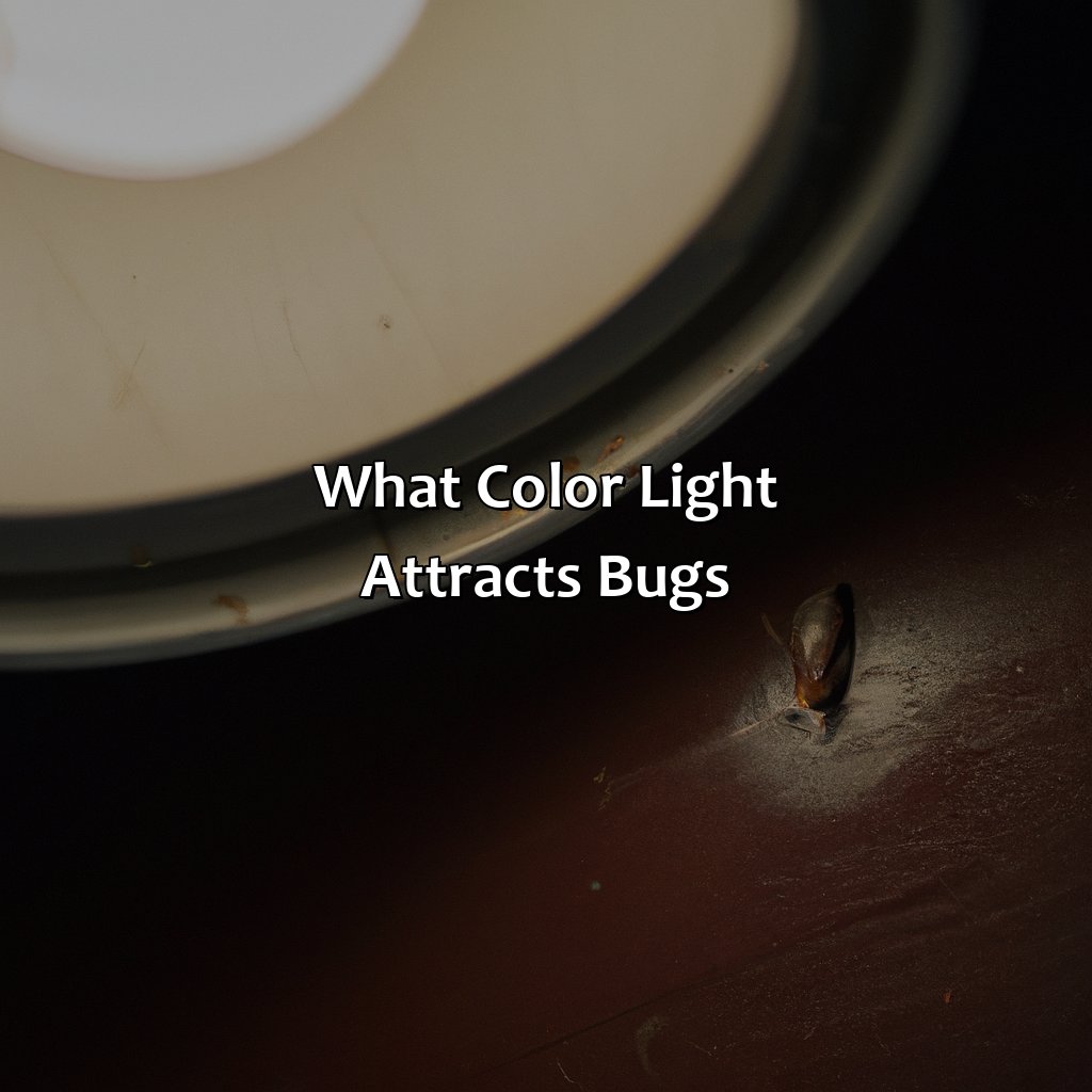 What Color Light Attracts Bugs?  - What Color Light Attracts Bugs, 