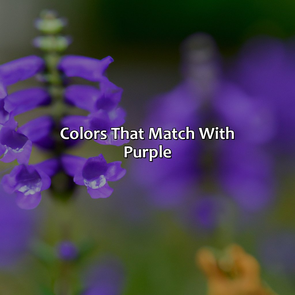 Colors That Match With Purple  - What Color Matches With Purple, 