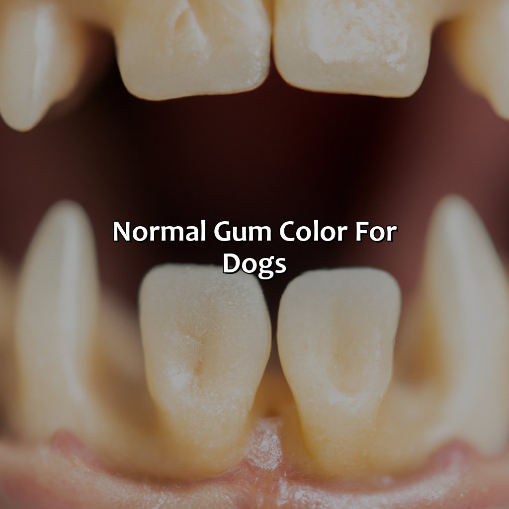 Normal Gum Color For Dogs  - What Color Should A Dogs Gums Be, 