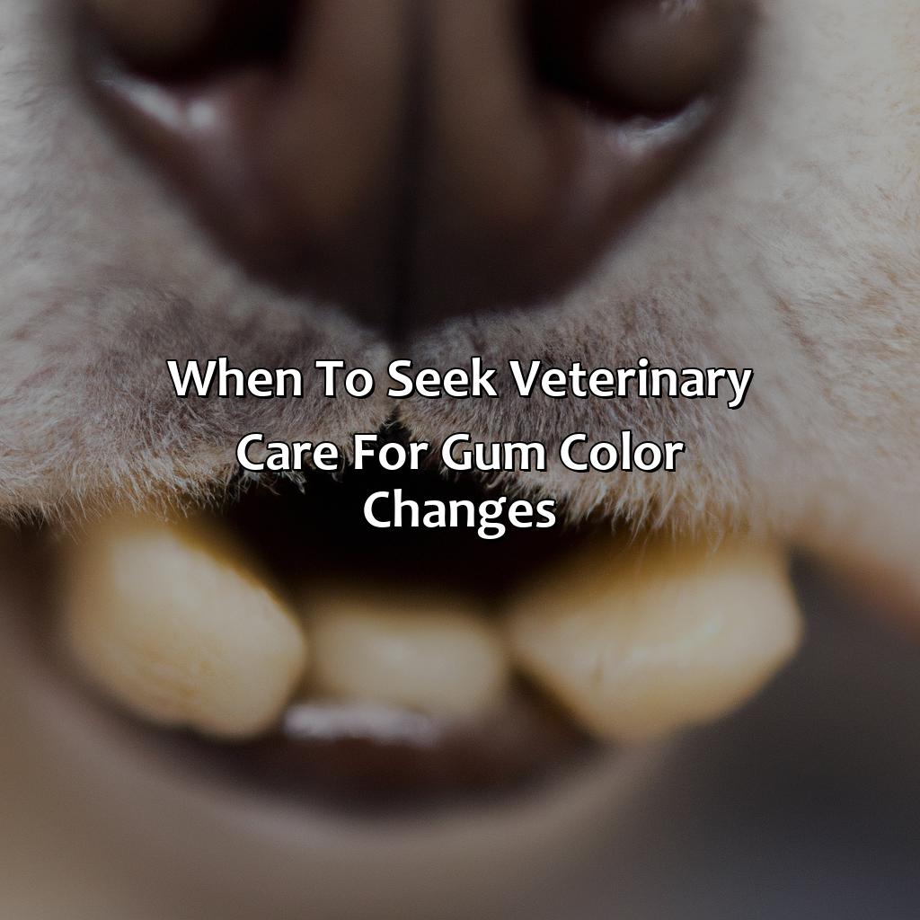 When To Seek Veterinary Care For Gum Color Changes  - What Color Should A Dog