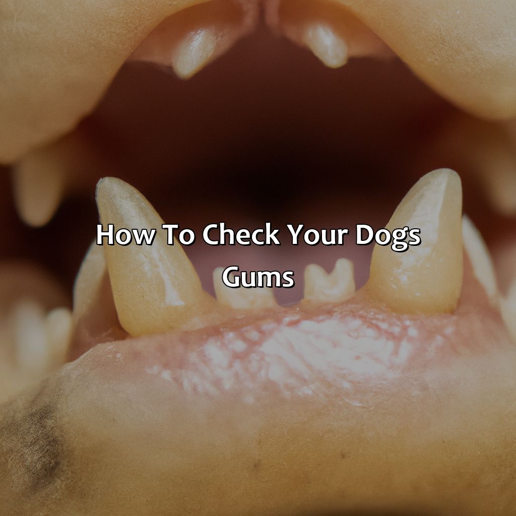 How To Check Your Dog