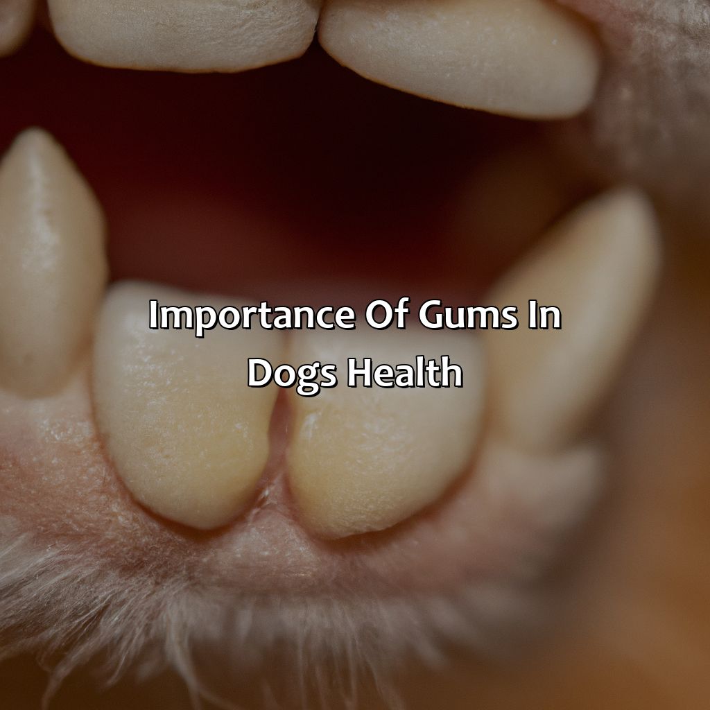 Importance Of Gums In Dogs