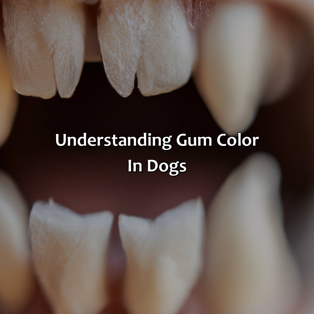 Understanding Gum Color In Dogs  - What Color Should A Dog