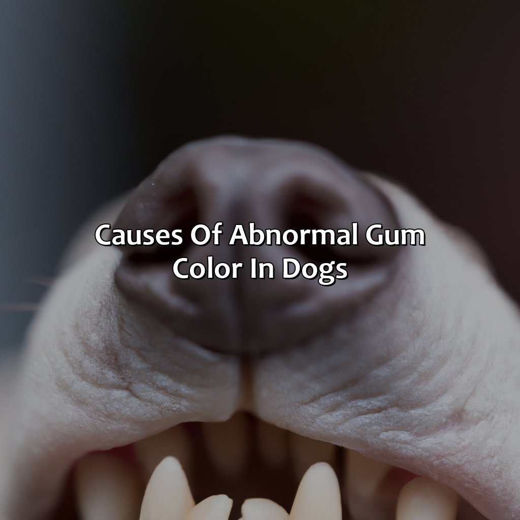 Causes Of Abnormal Gum Color In Dogs  - What Color Should A Dog