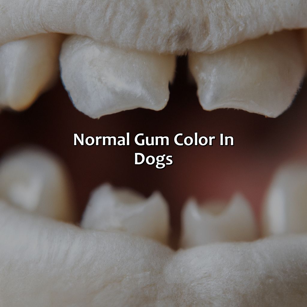 Normal Gum Color In Dogs  - What Color Should A Dog