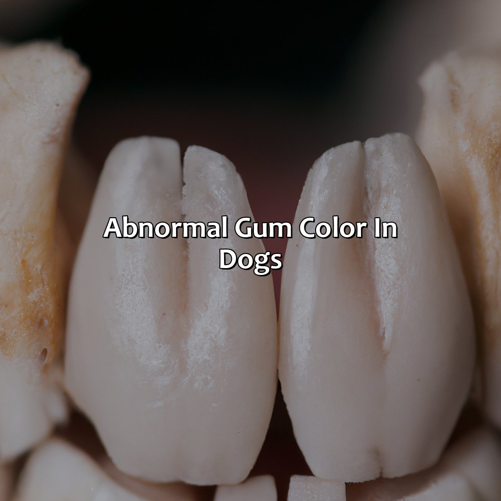 Abnormal Gum Color In Dogs  - What Color Should Dog Gums Be, 