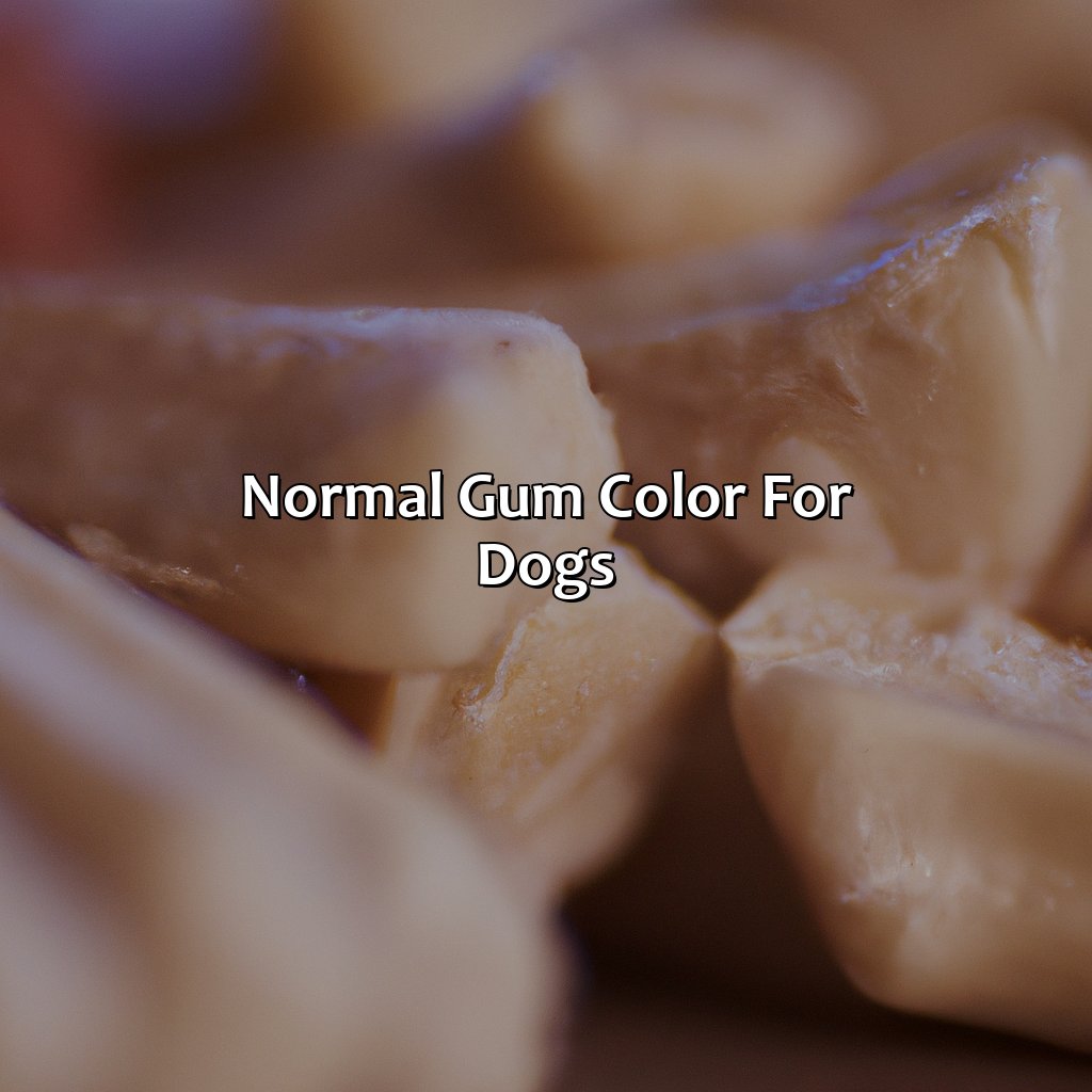 Normal Gum Color For Dogs  - What Color Should Dog Gums Be, 
