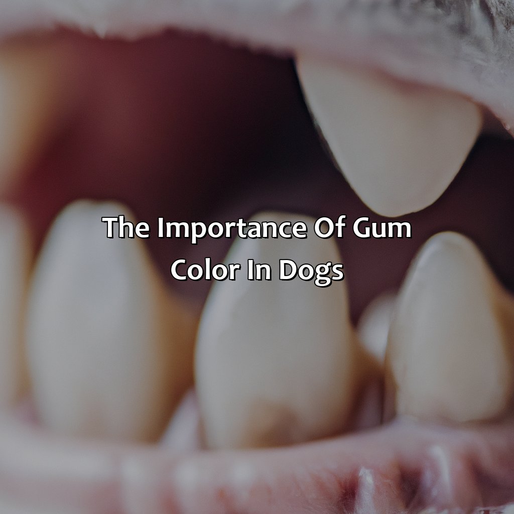 The Importance Of Gum Color In Dogs  - What Color Should Dog Gums Be, 