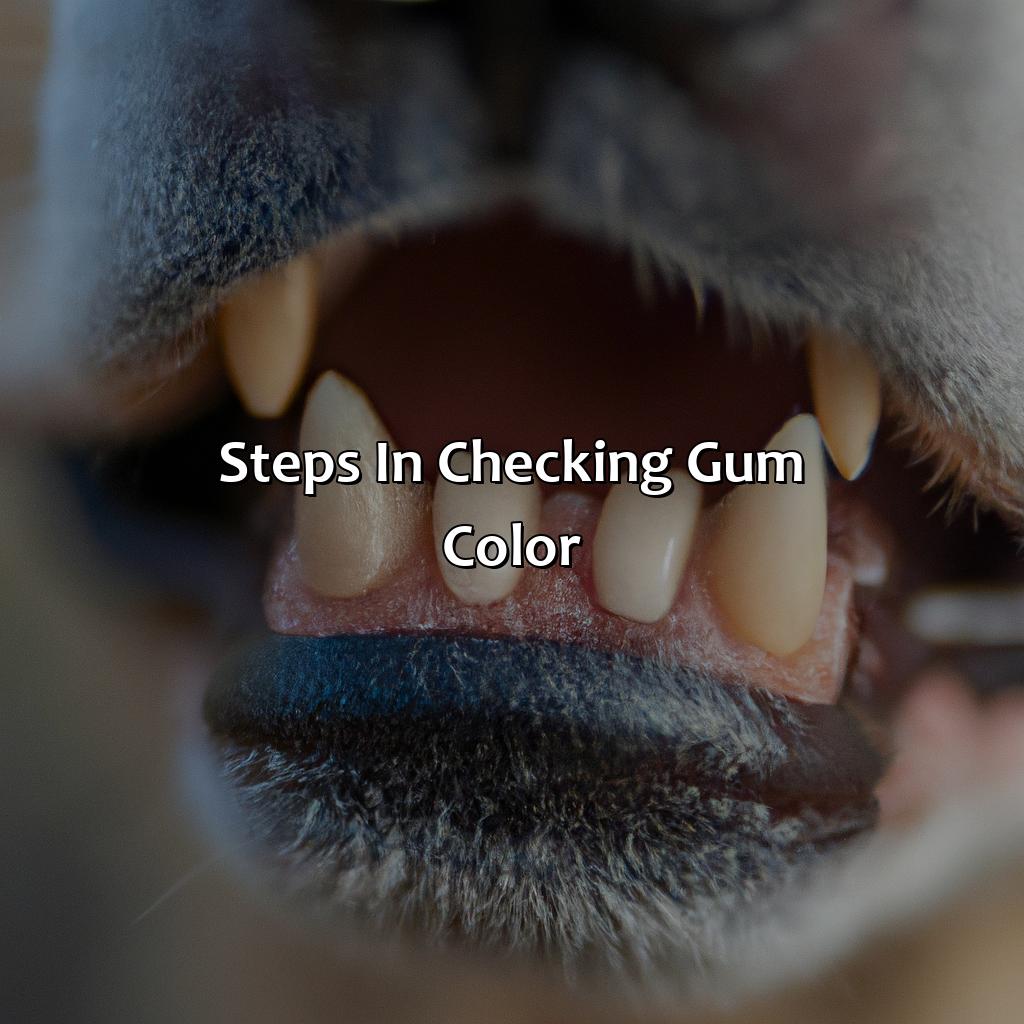 Steps In Checking Gum Color  - What Color Should Dogs Gums Be, 