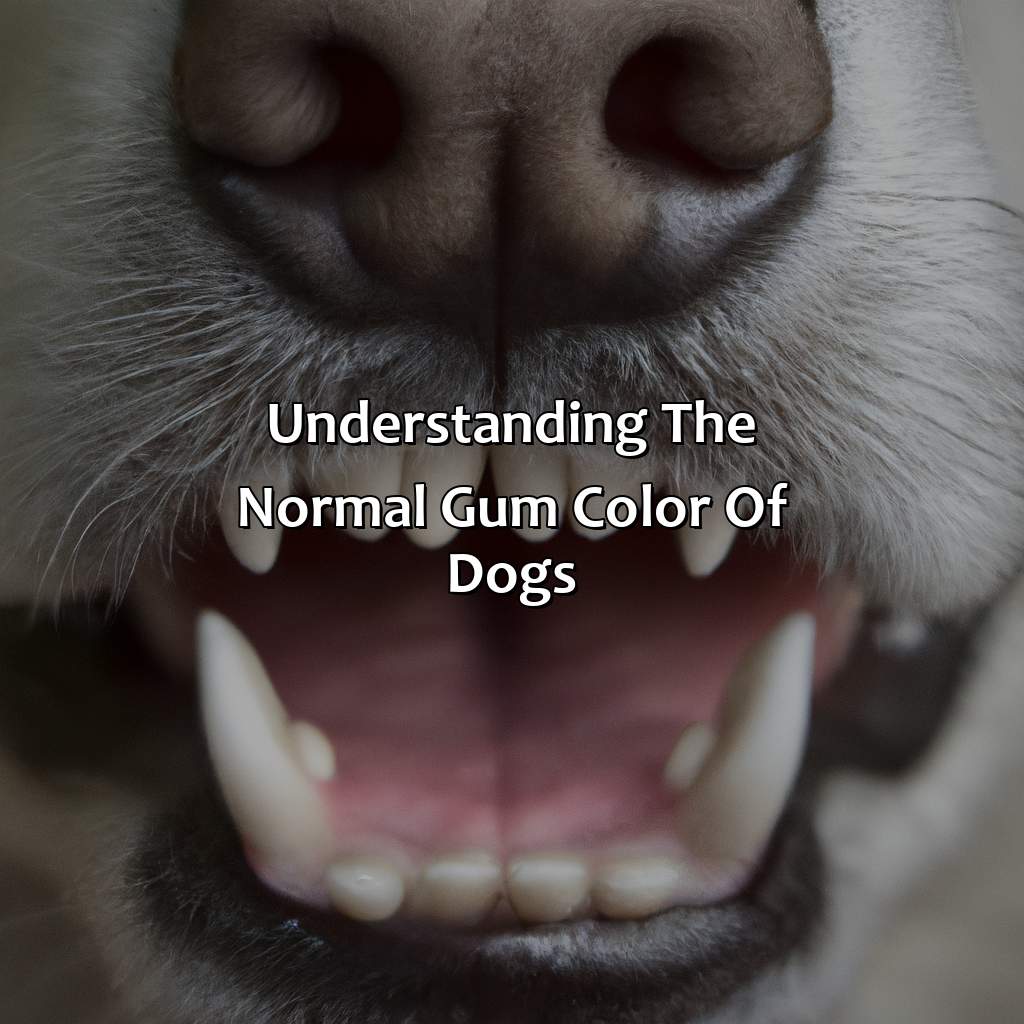 Understanding The Normal Gum Color Of Dogs  - What Color Should Dogs Gums Be, 