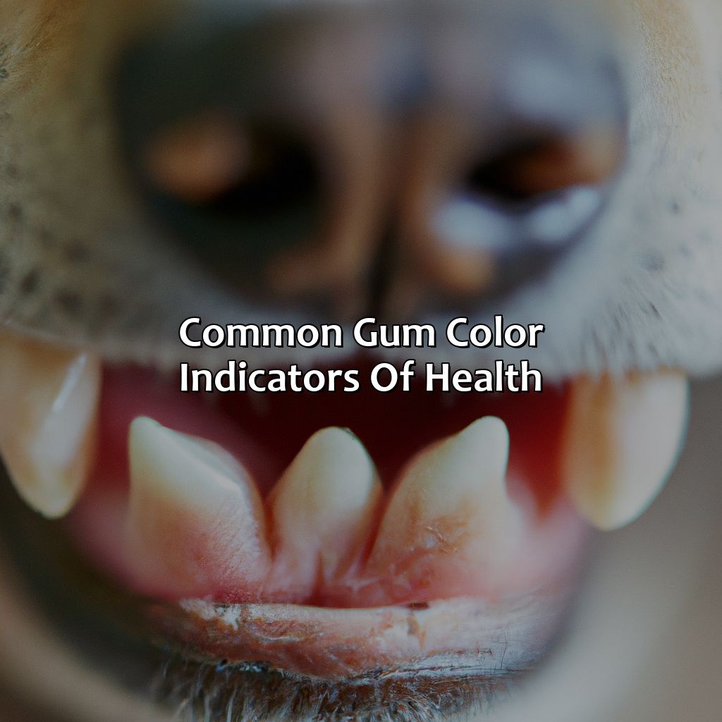 Common Gum Color Indicators Of Health  - What Color Should Dogs Gums Be, 