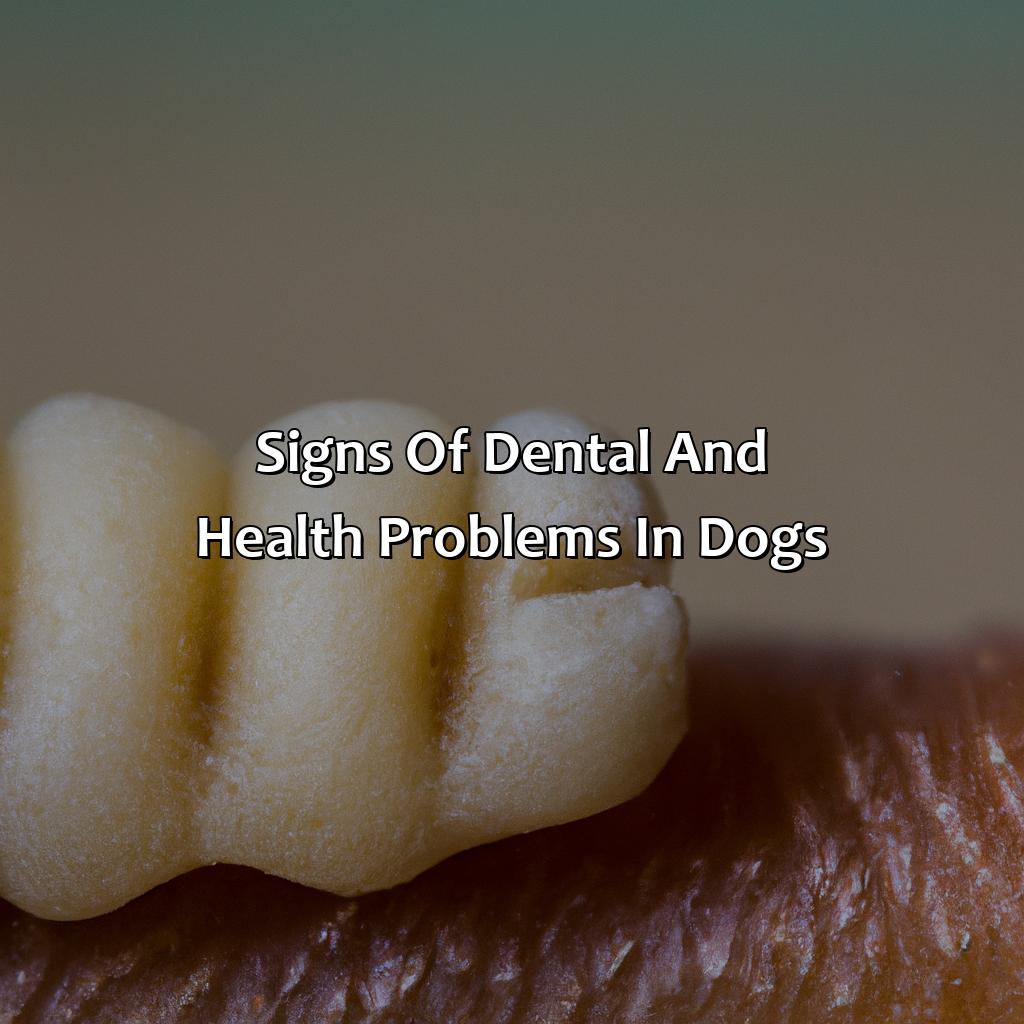 Signs Of Dental And Health Problems In Dogs  - What Color Should Dogs Gums Be, 