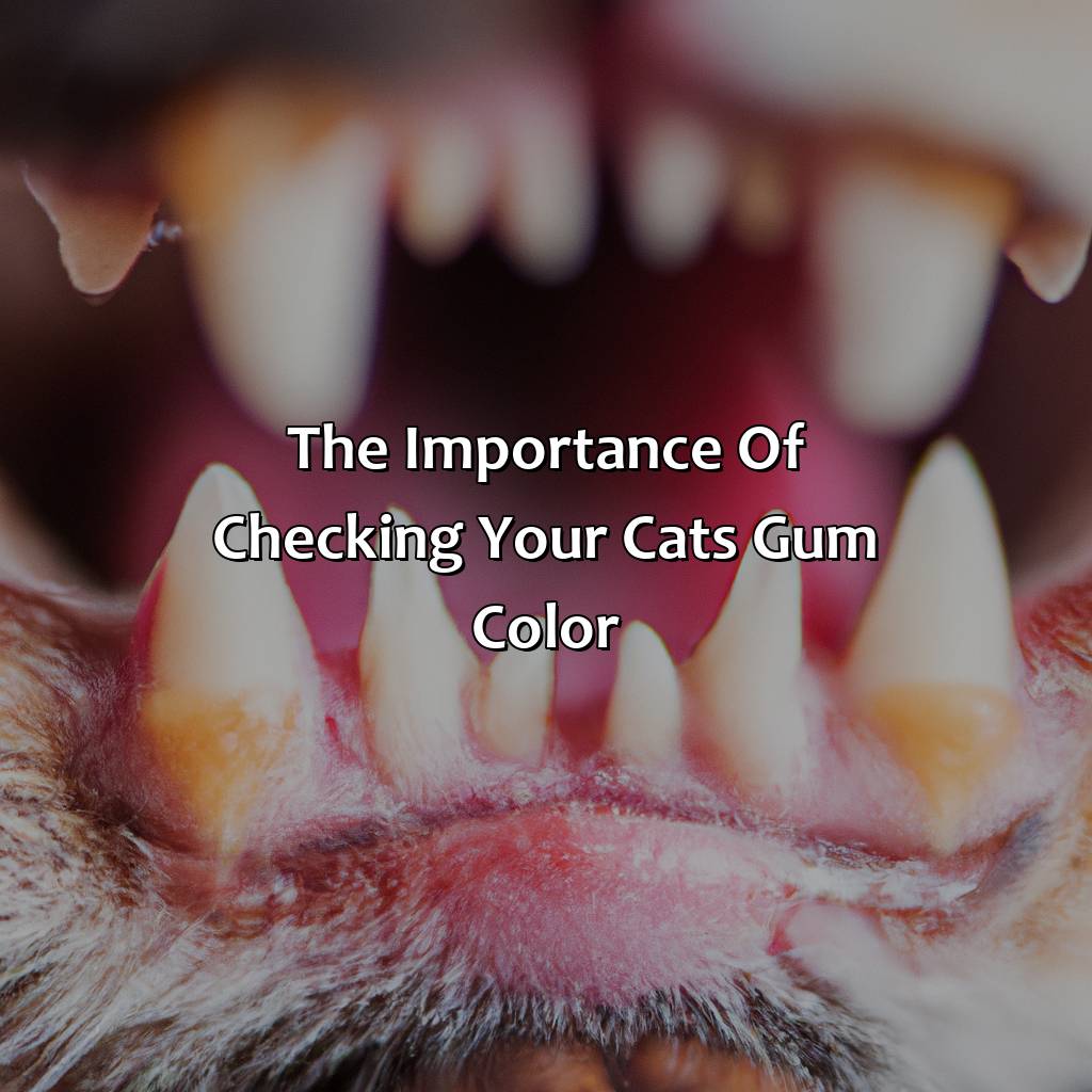 The Importance Of Checking Your Cat