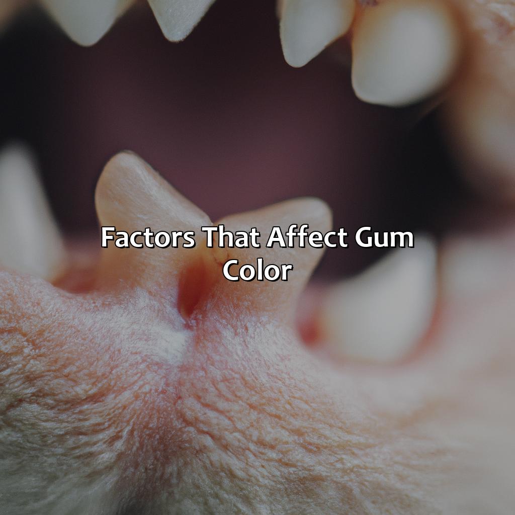 Factors That Affect Gum Color  - What Color Should My Cats Gums Be, 