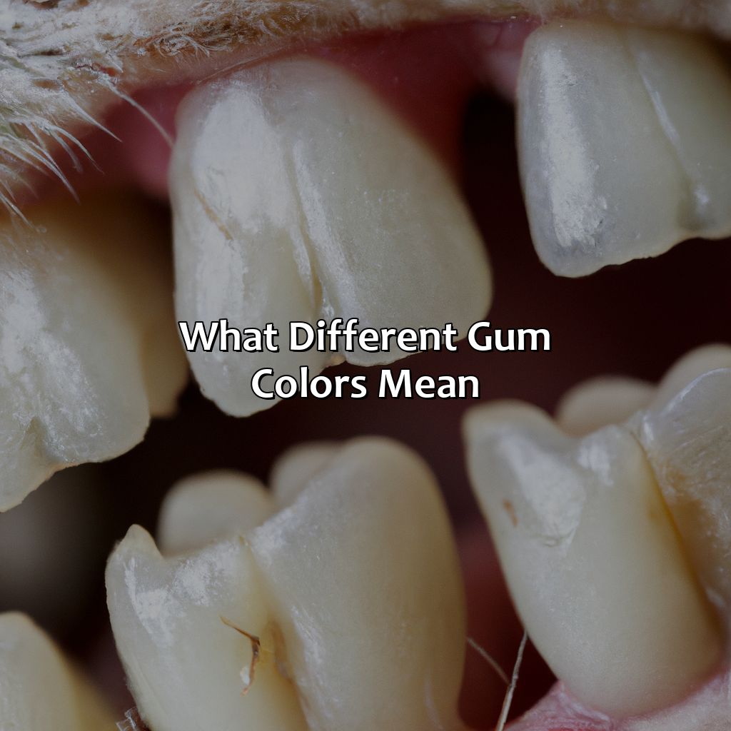 What Different Gum Colors Mean  - What Color Should My Cats Gums Be, 