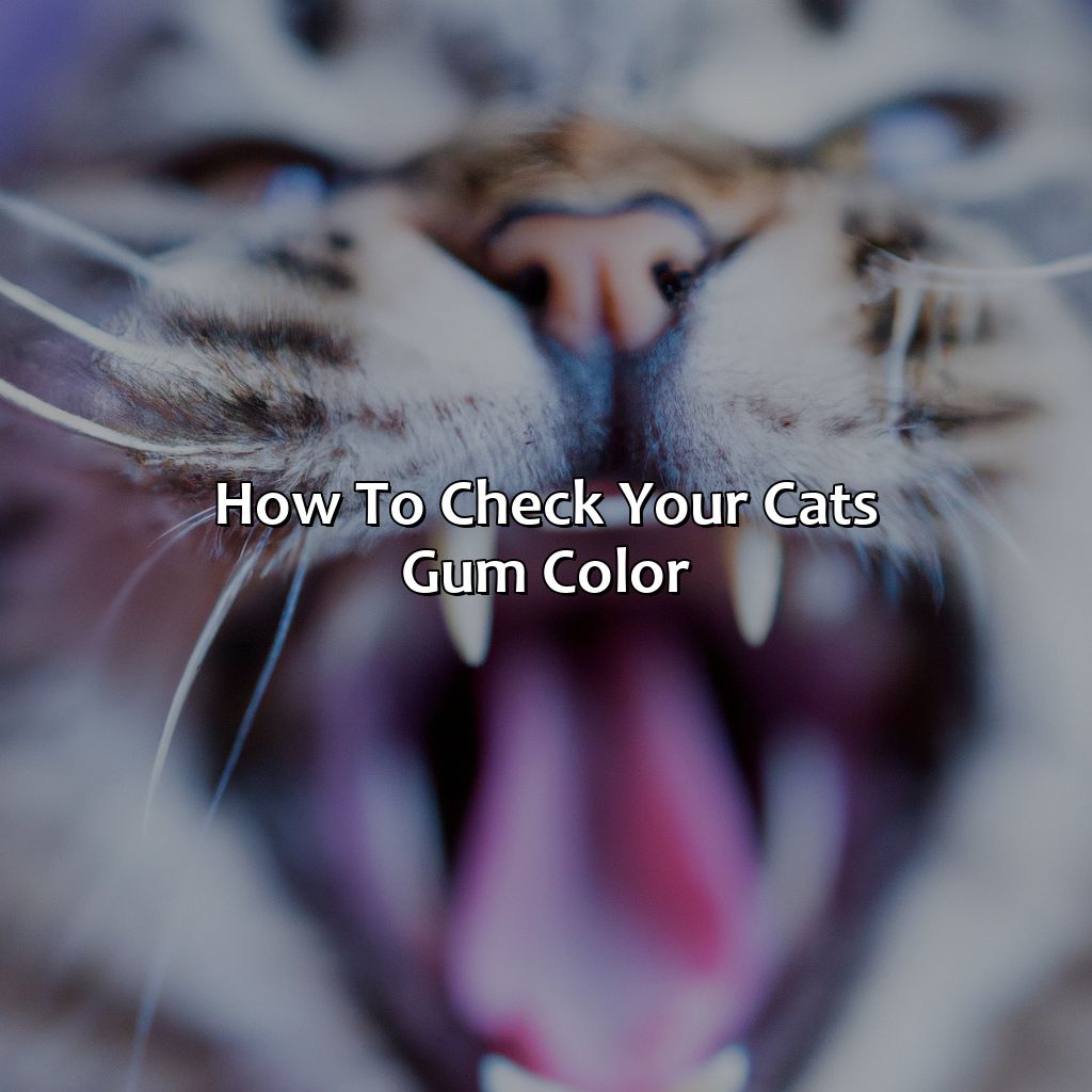 How To Check Your Cat