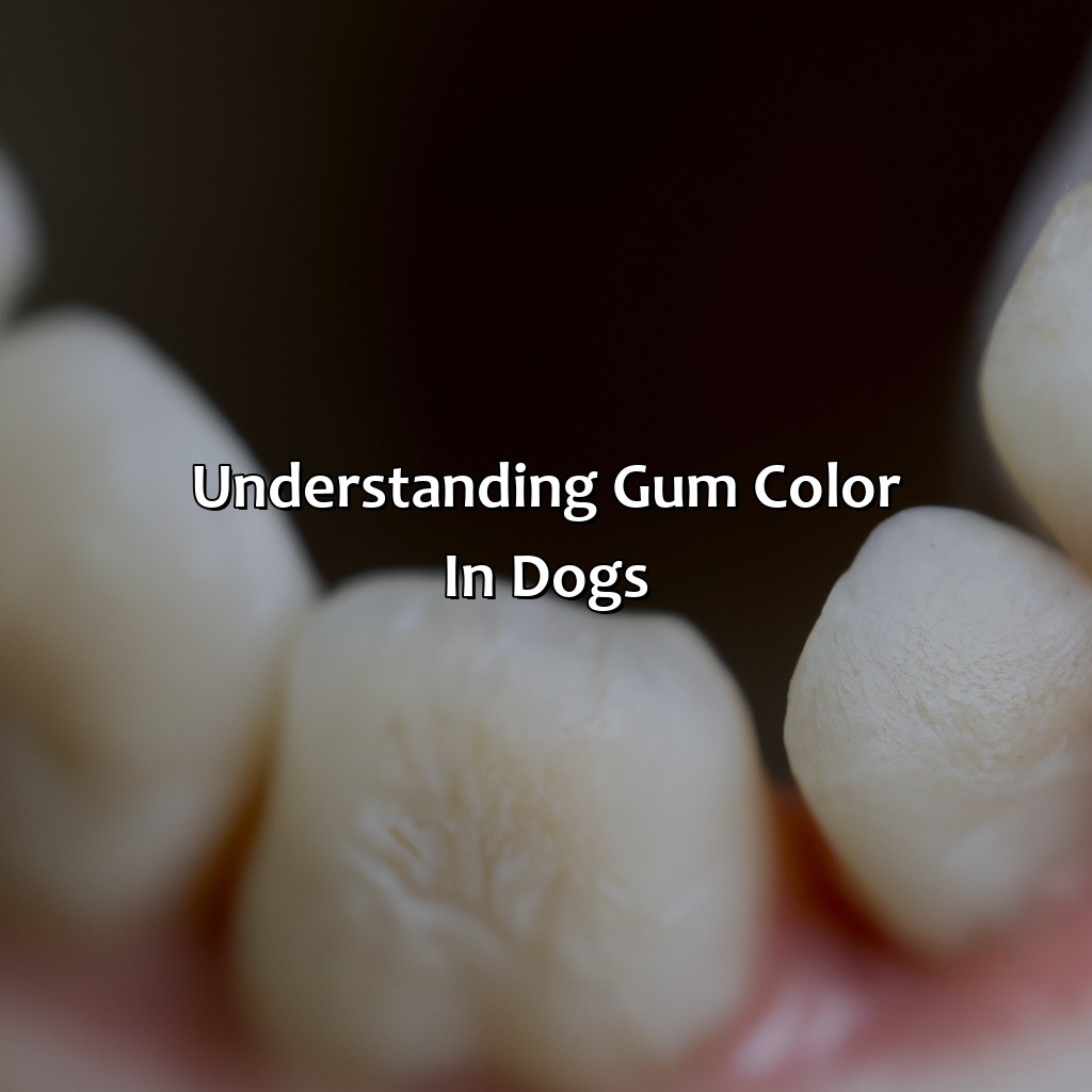 Understanding Gum Color In Dogs  - What Color Should My Dogs Gums Be, 