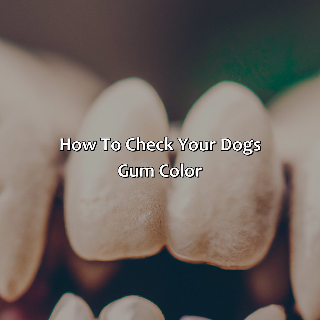 How To Check Your Dog