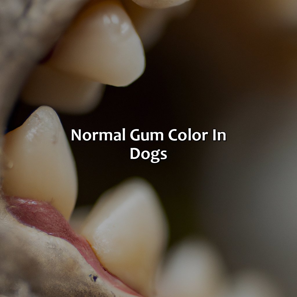 Normal Gum Color In Dogs  - What Color Should My Dogs Gums Be, 