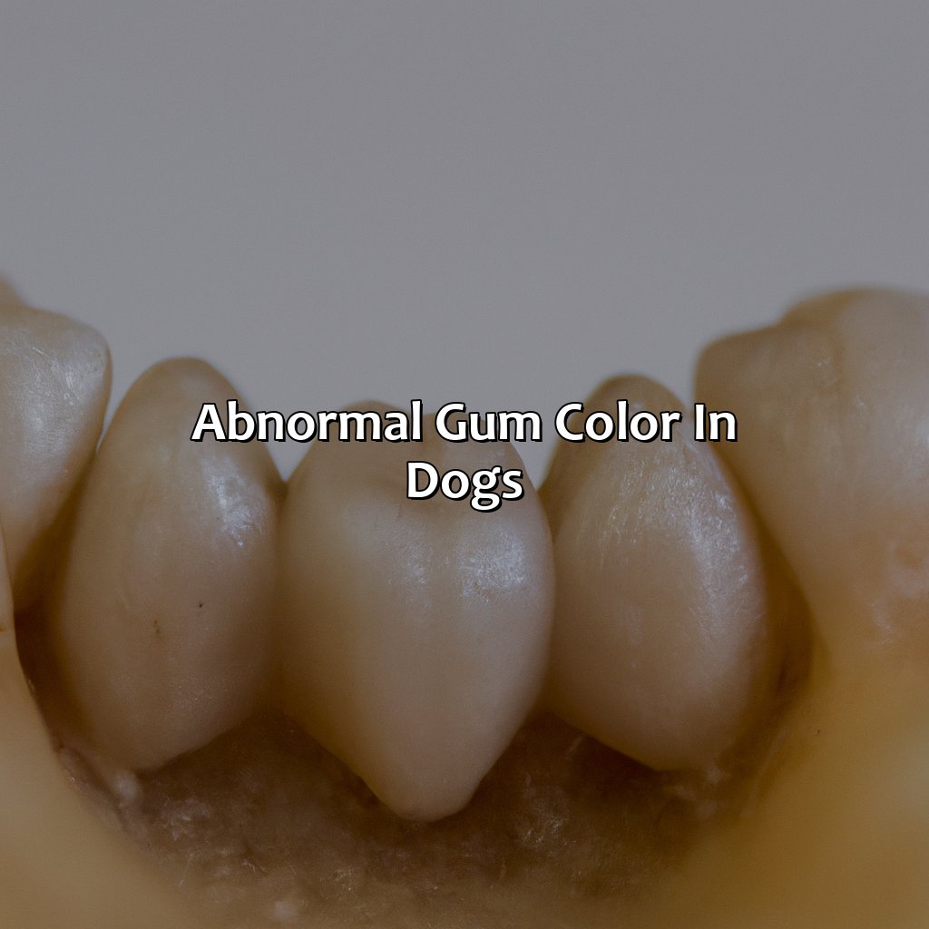 Abnormal Gum Color In Dogs  - What Color Should My Dogs Gums Be, 