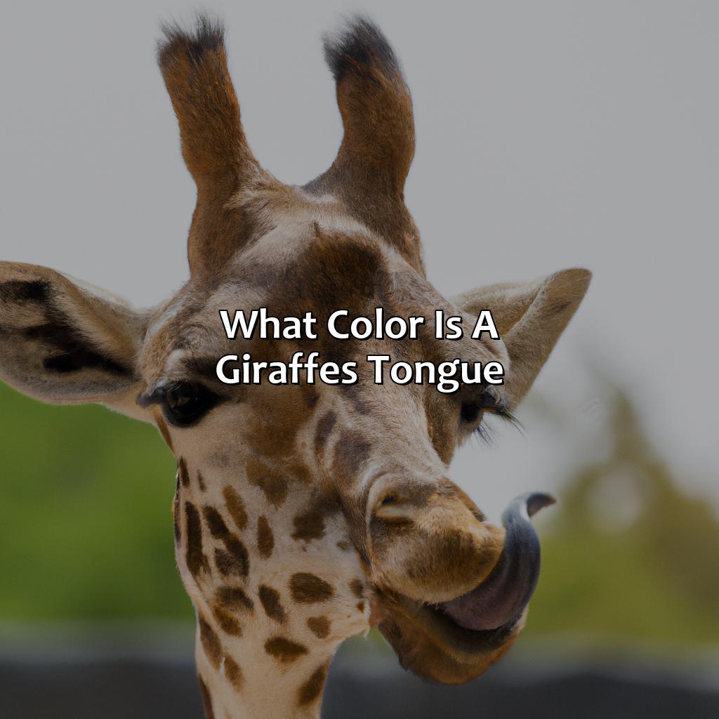 What Color Is A Giraffe