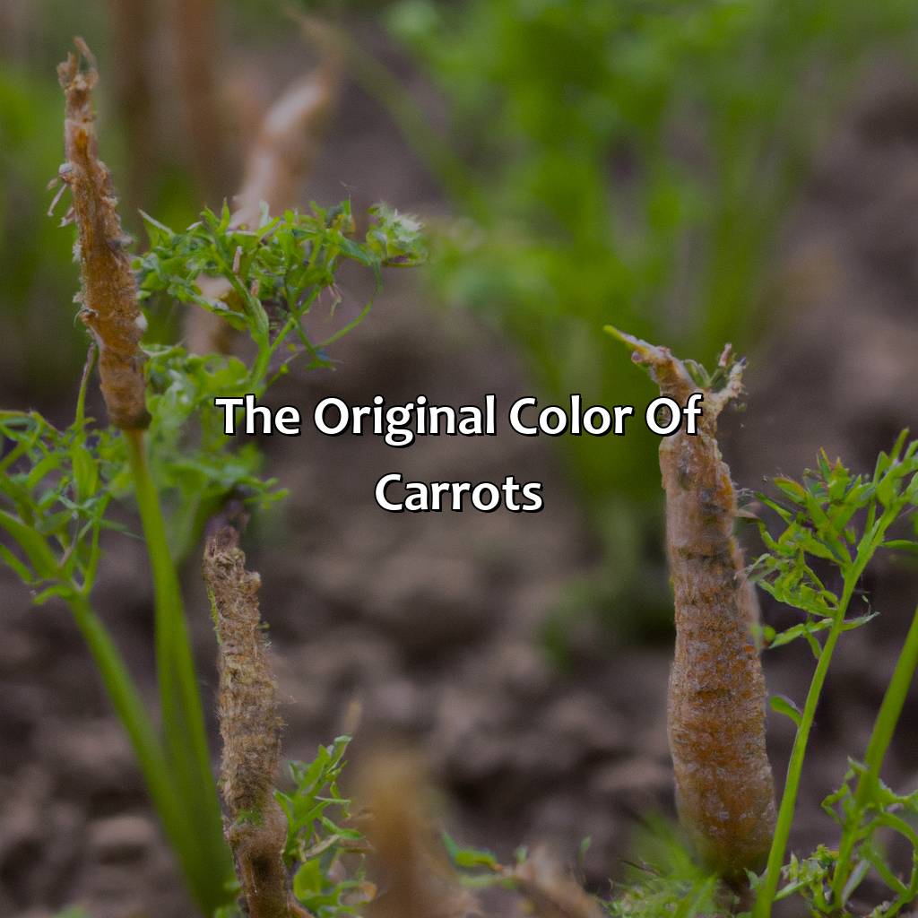 The Original Color Of Carrots  - What Color Were Carrots Originally, 