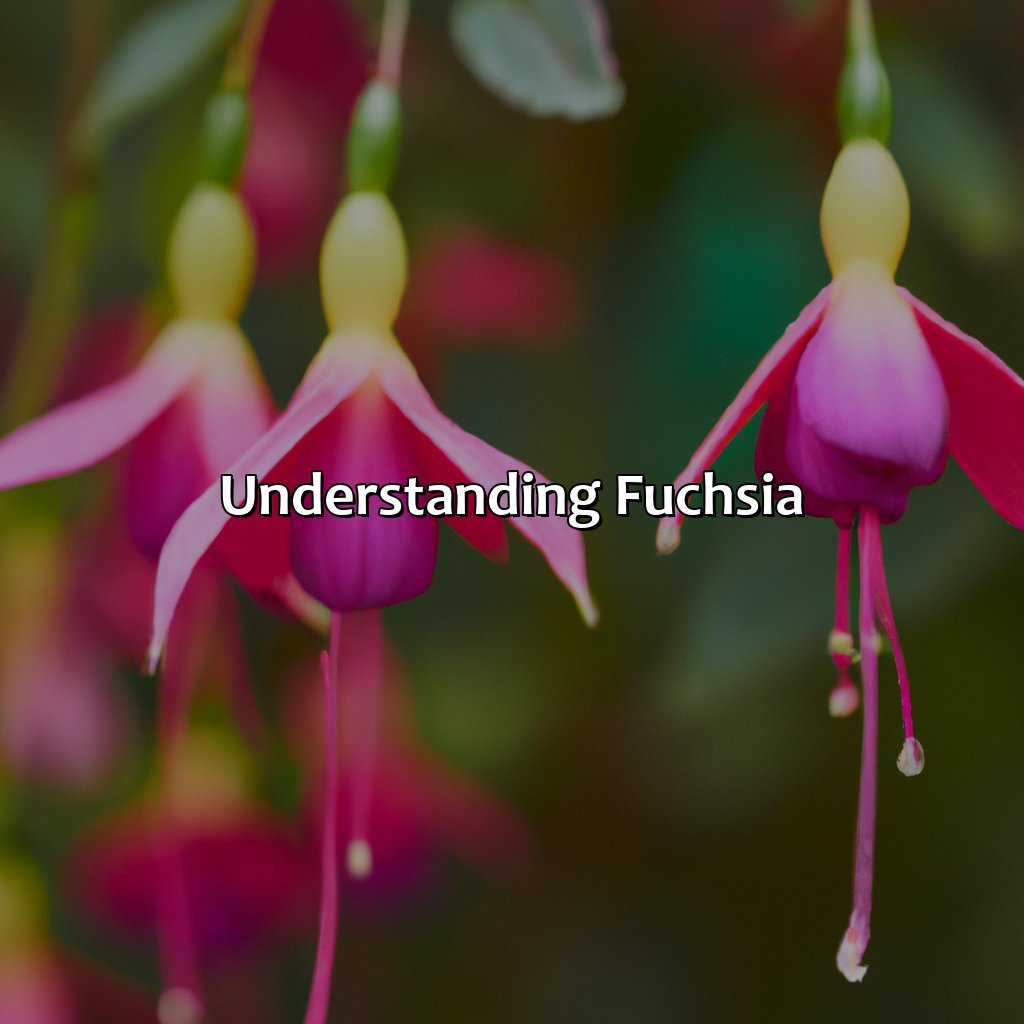Understanding Fuchsia  - What Colors Go With Fuchsia, 