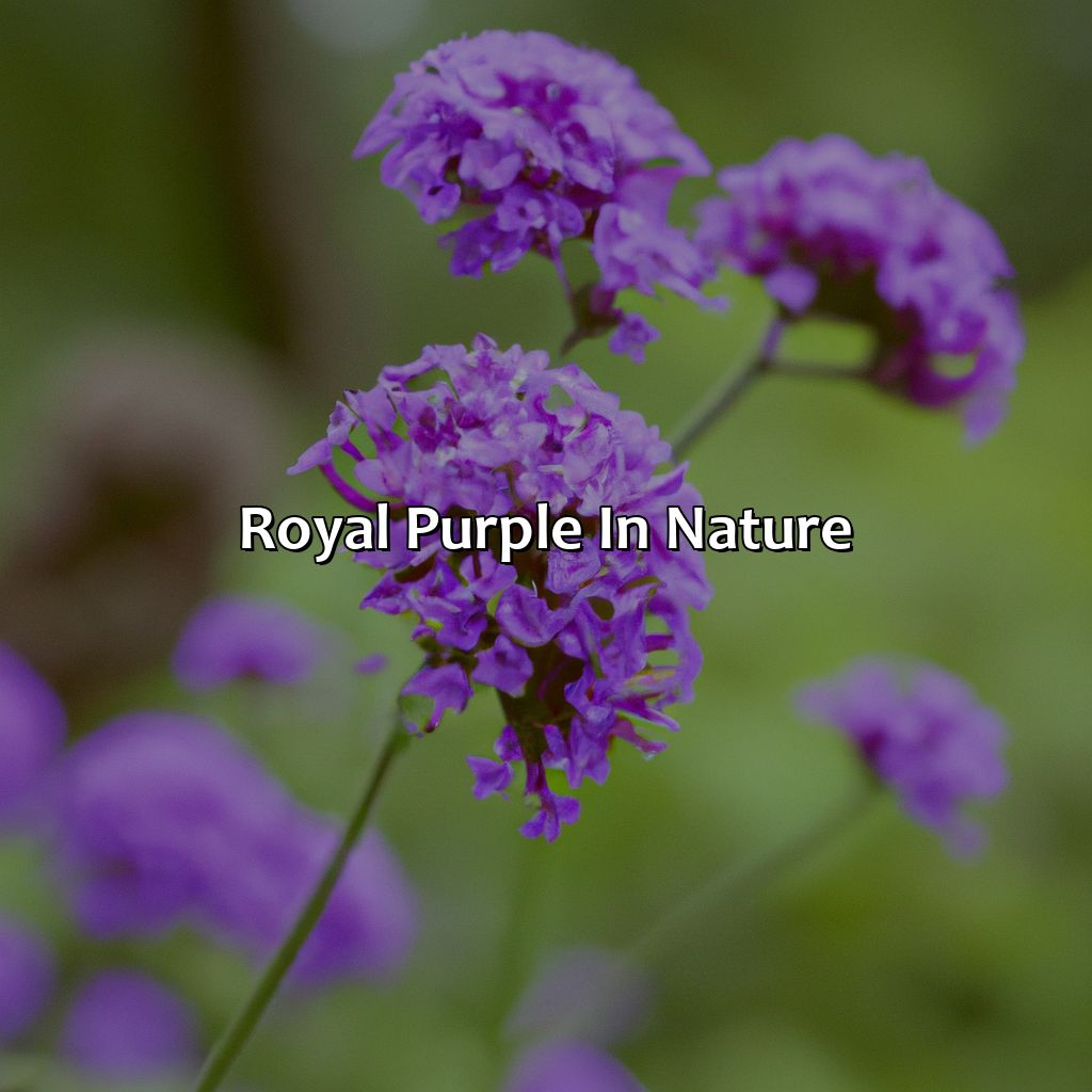 Royal Purple In Nature  - What Colors Go With Royal Purple, 