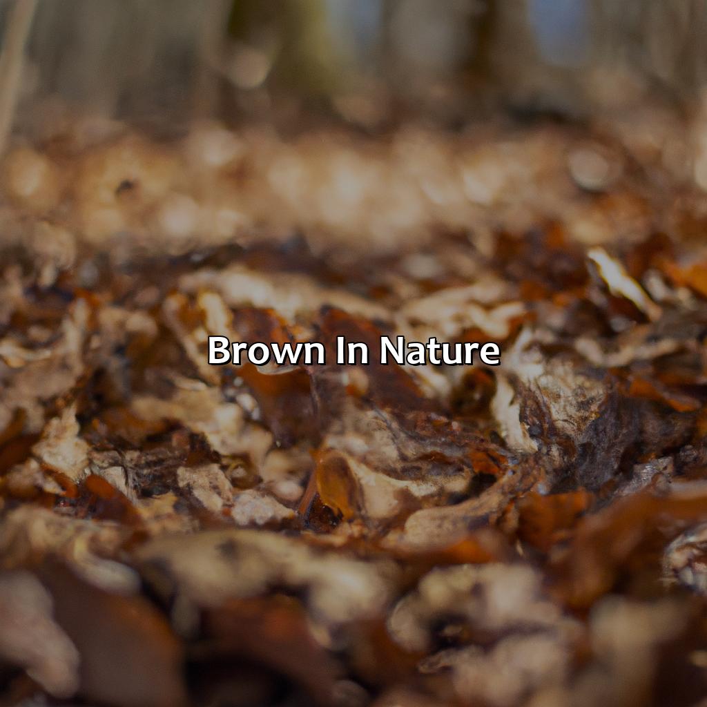Brown In Nature  - What Does The Color Brown Represent, 
