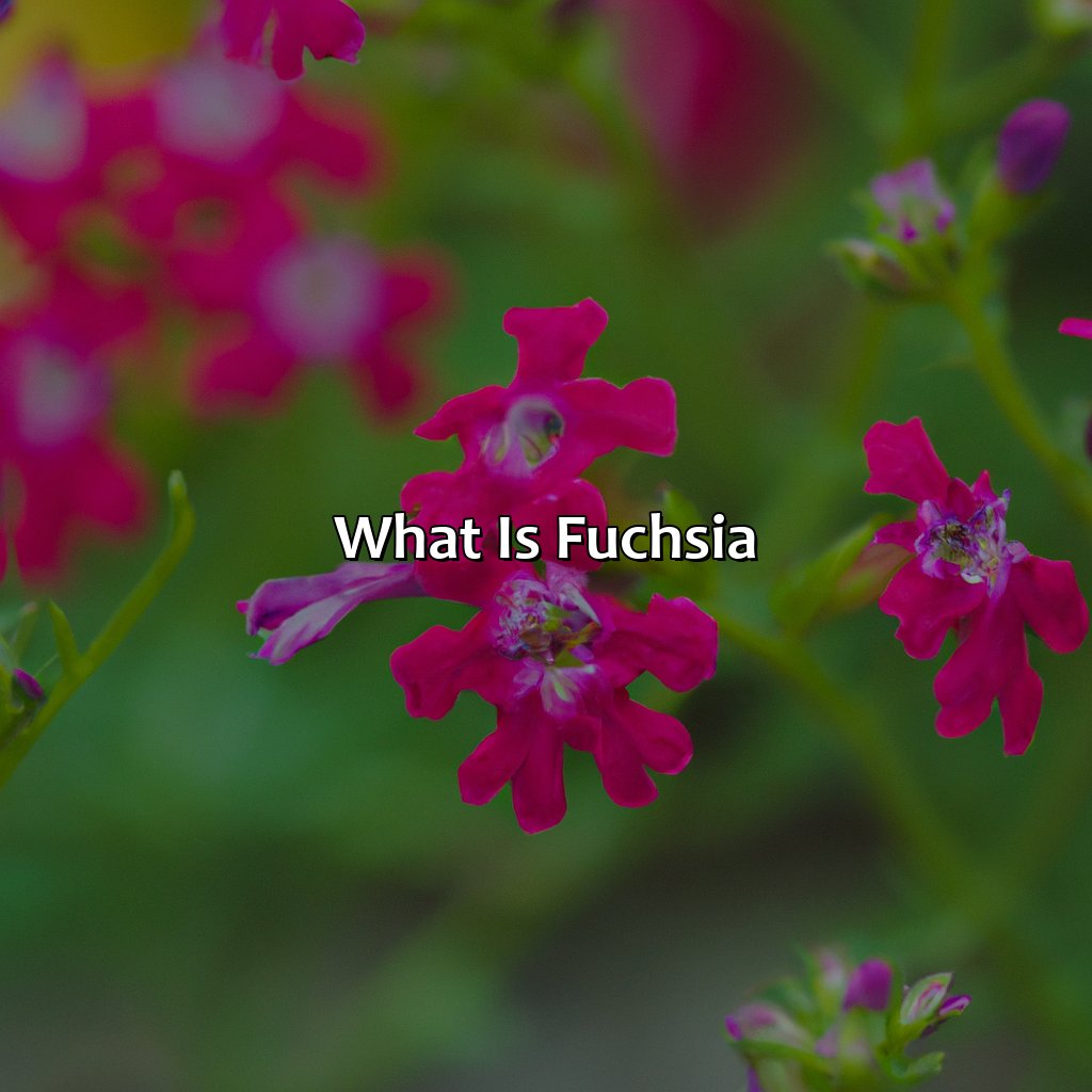 What Is Fuchsia?  - What Does The Color Fuchsia Look Like, 