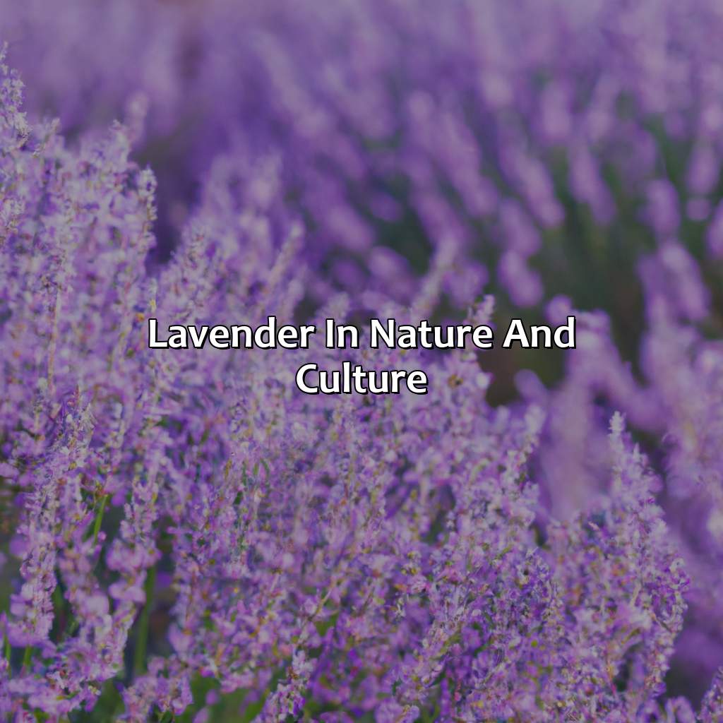 Lavender In Nature And Culture  - What Does The Color Lavender Mean, 