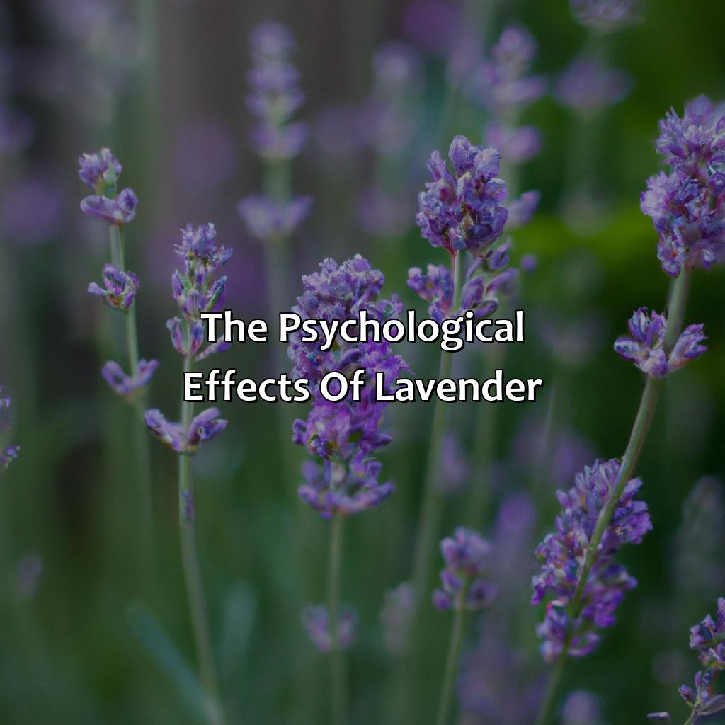The Psychological Effects Of Lavender  - What Does The Color Lavender Mean, 