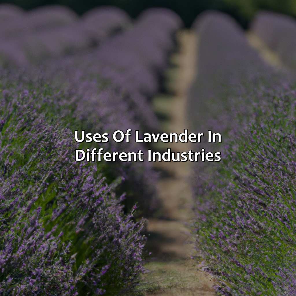 Uses Of Lavender In Different Industries - What Does The Color Lavender Represent, 