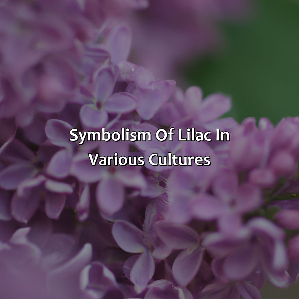 Symbolism Of Lilac In Various Cultures  - What Does The Color Lilac Mean, 