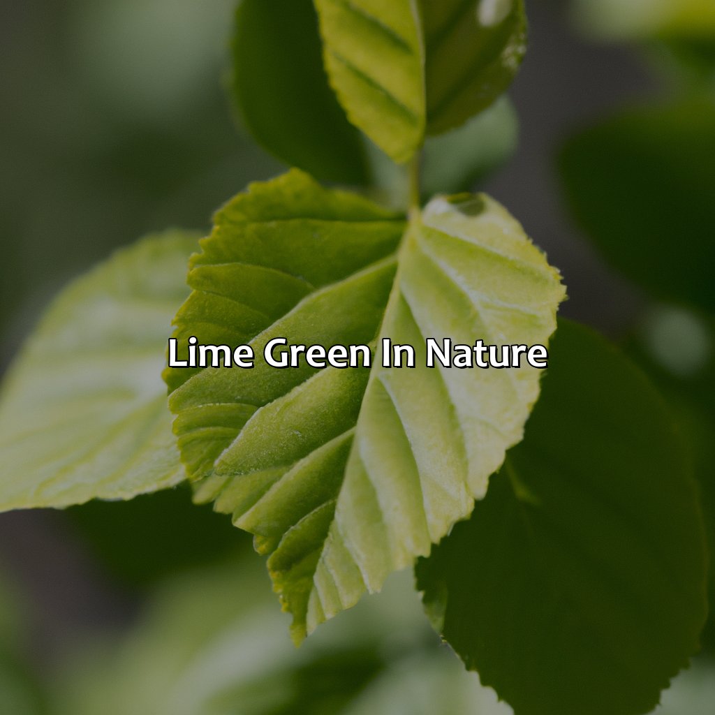 Lime Green In Nature  - What Does The Color Lime Green Mean, 