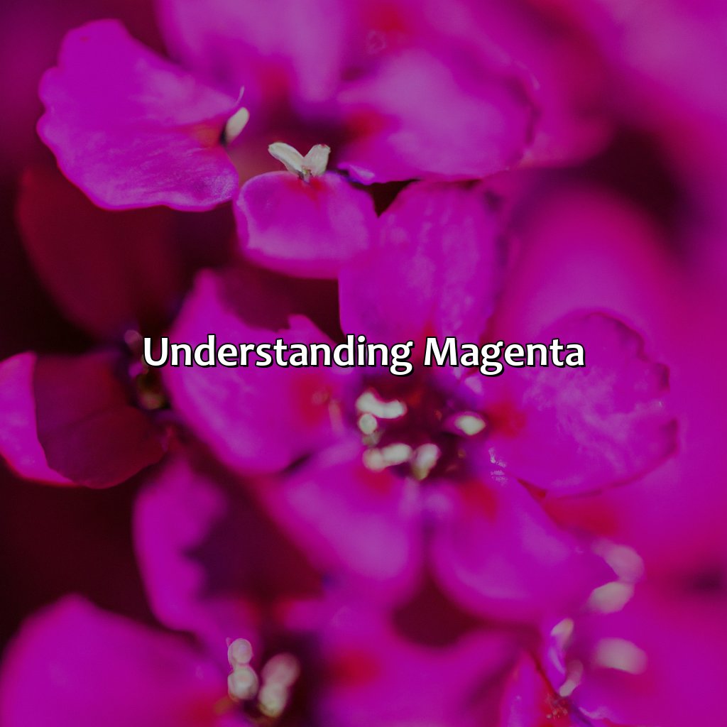 Understanding Magenta  - What Does The Color Magenta Look Like, 