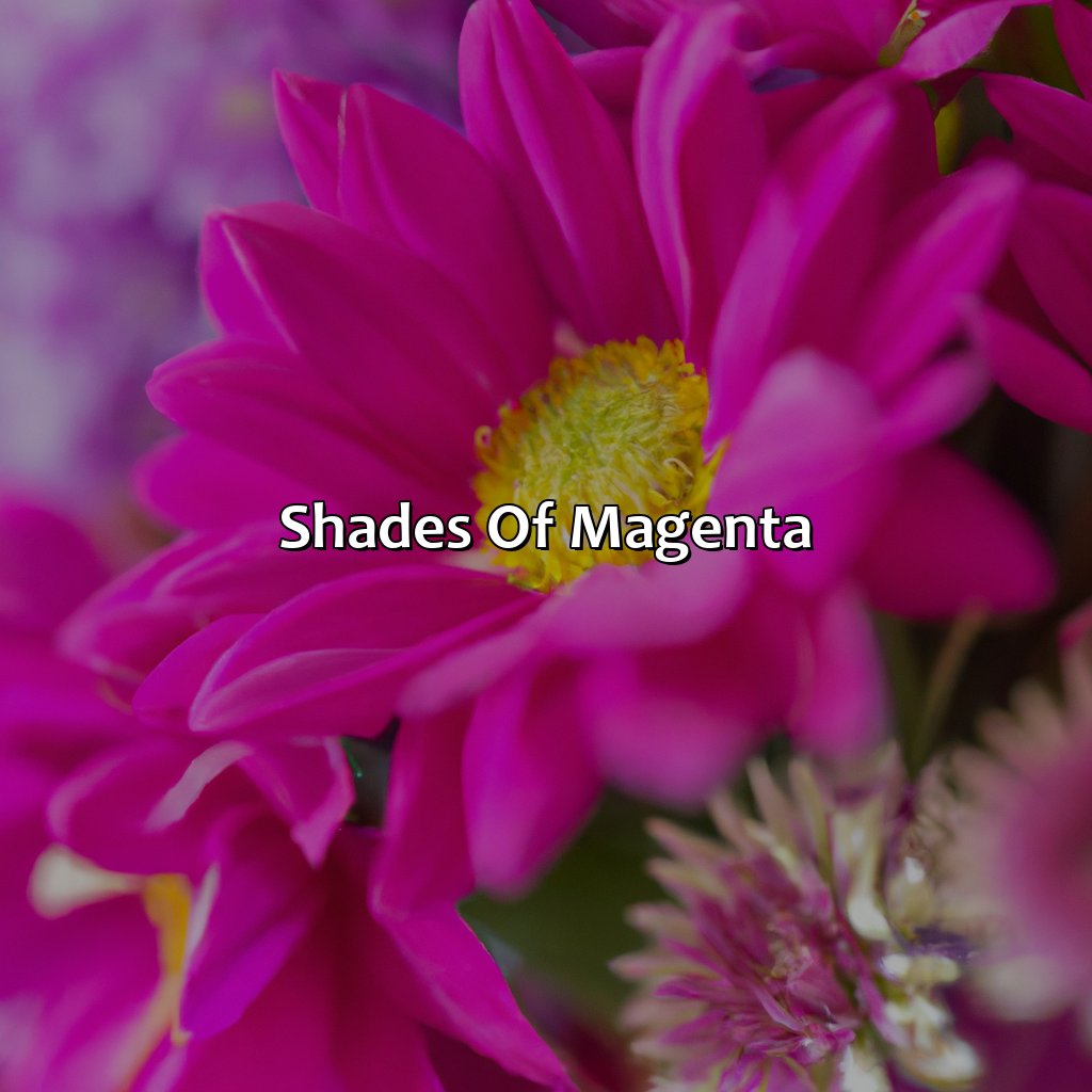 Shades Of Magenta  - What Does The Color Magenta Mean, 