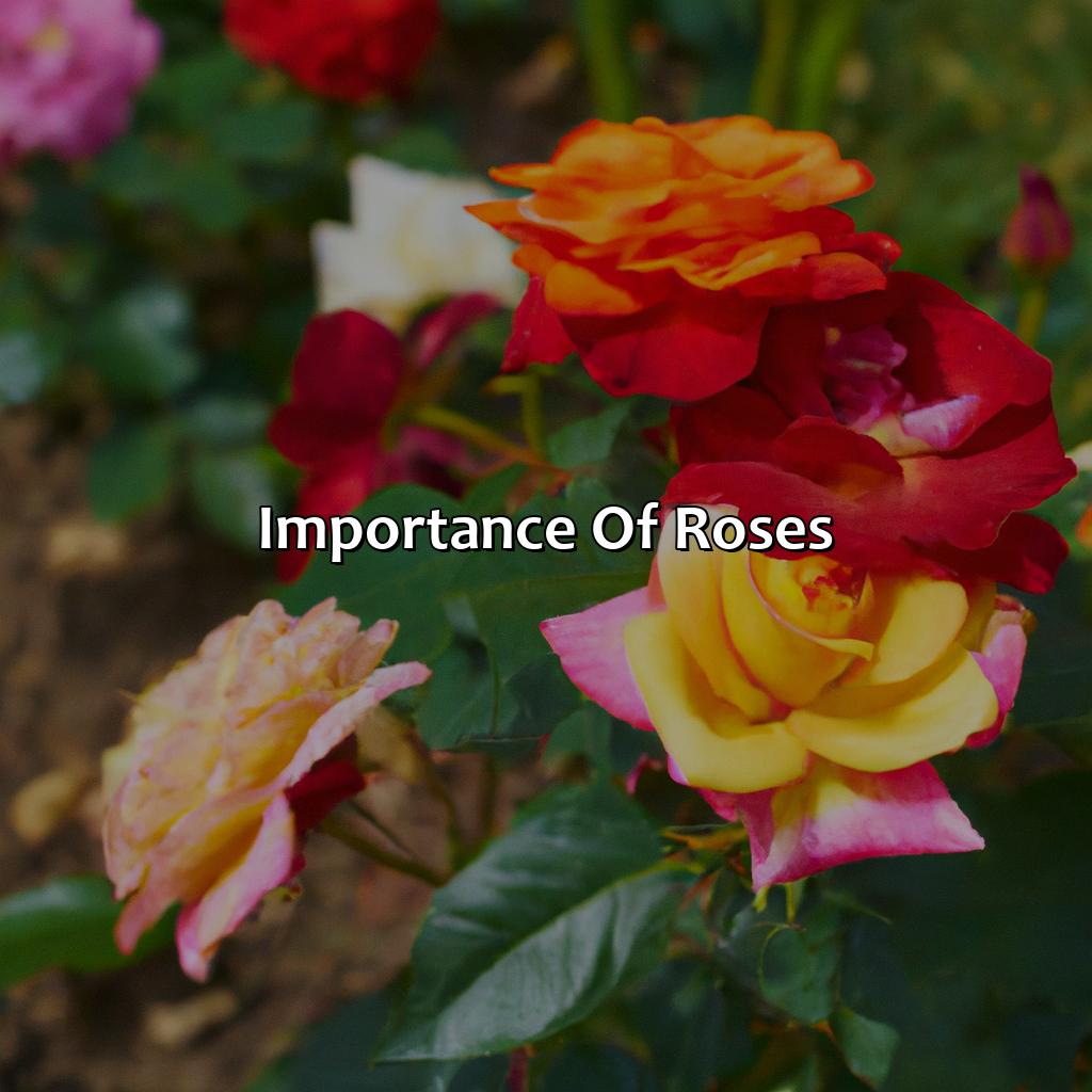 Importance Of Roses  - What Does The Color Of Roses Mean, 