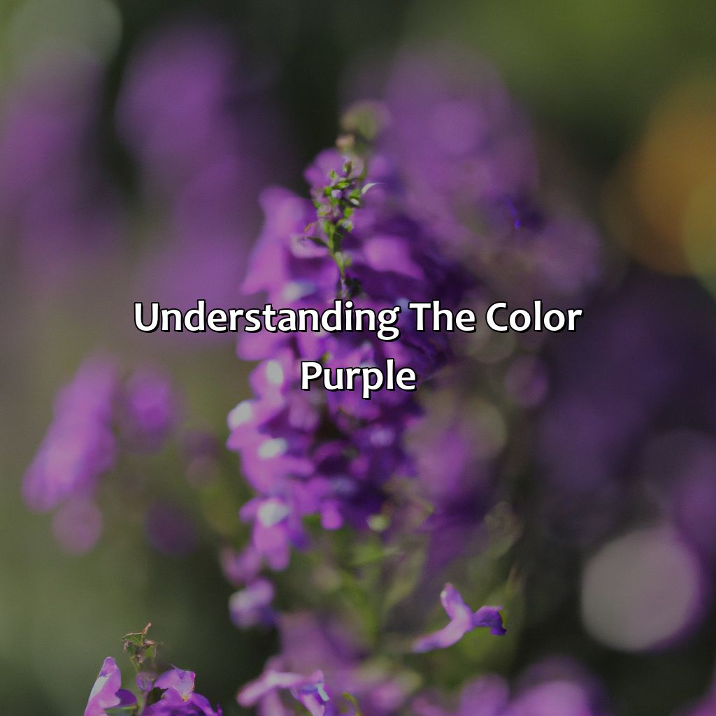 What Does The Color Purple Mean - colorscombo.com