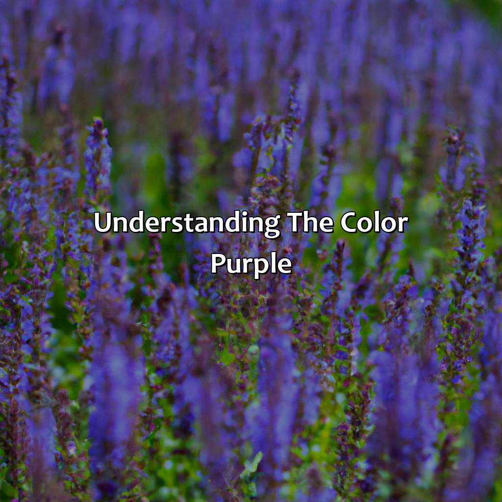 Understanding The Color Purple  - What Does The Color Purple Mean?, 