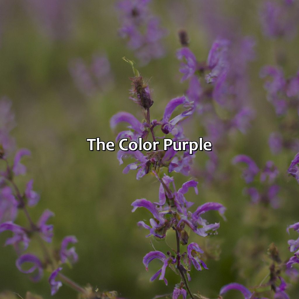The Color Purple  - What Does The Color Purple Mean In A Dream, 