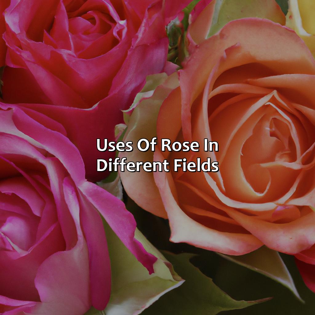 Uses Of Rose In Different Fields  - What Does The Color Rose Mean, 