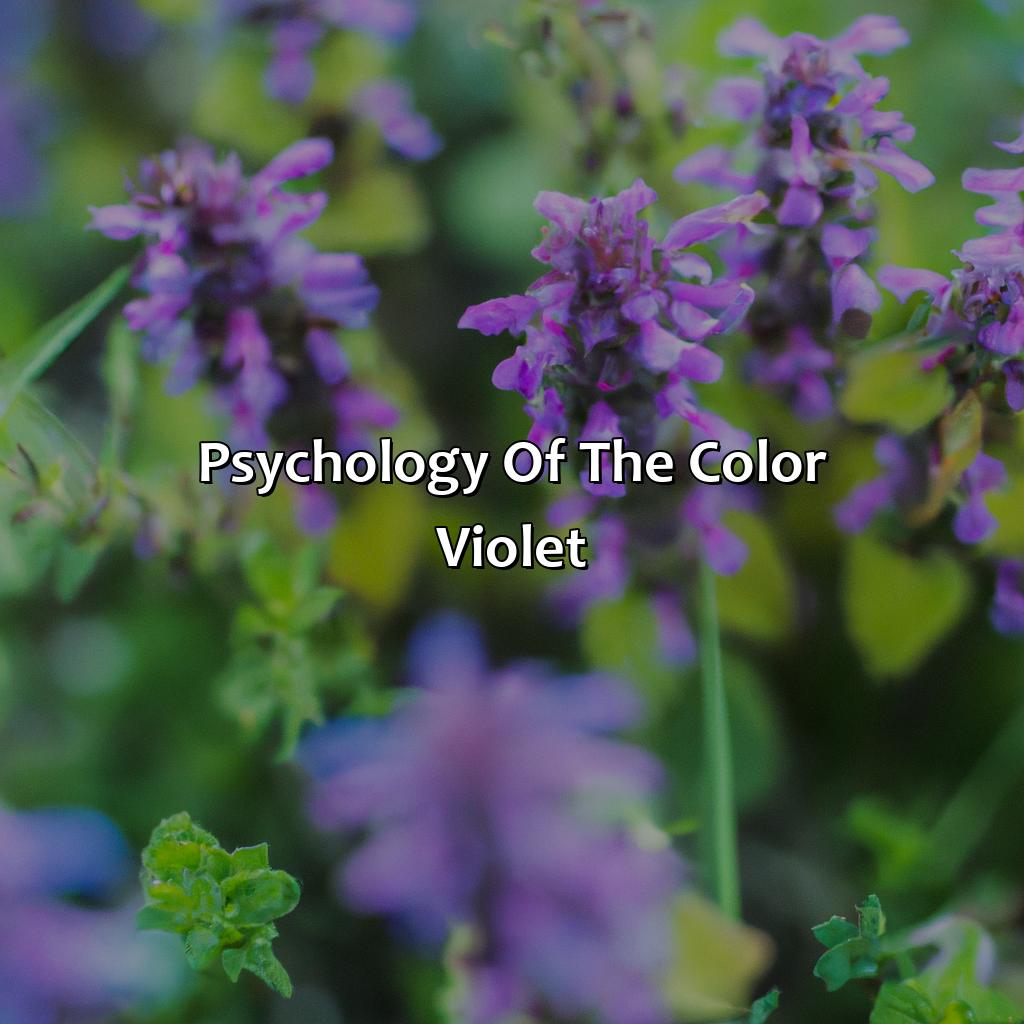 Psychology Of The Color Violet  - What Does The Color Violet Mean, 