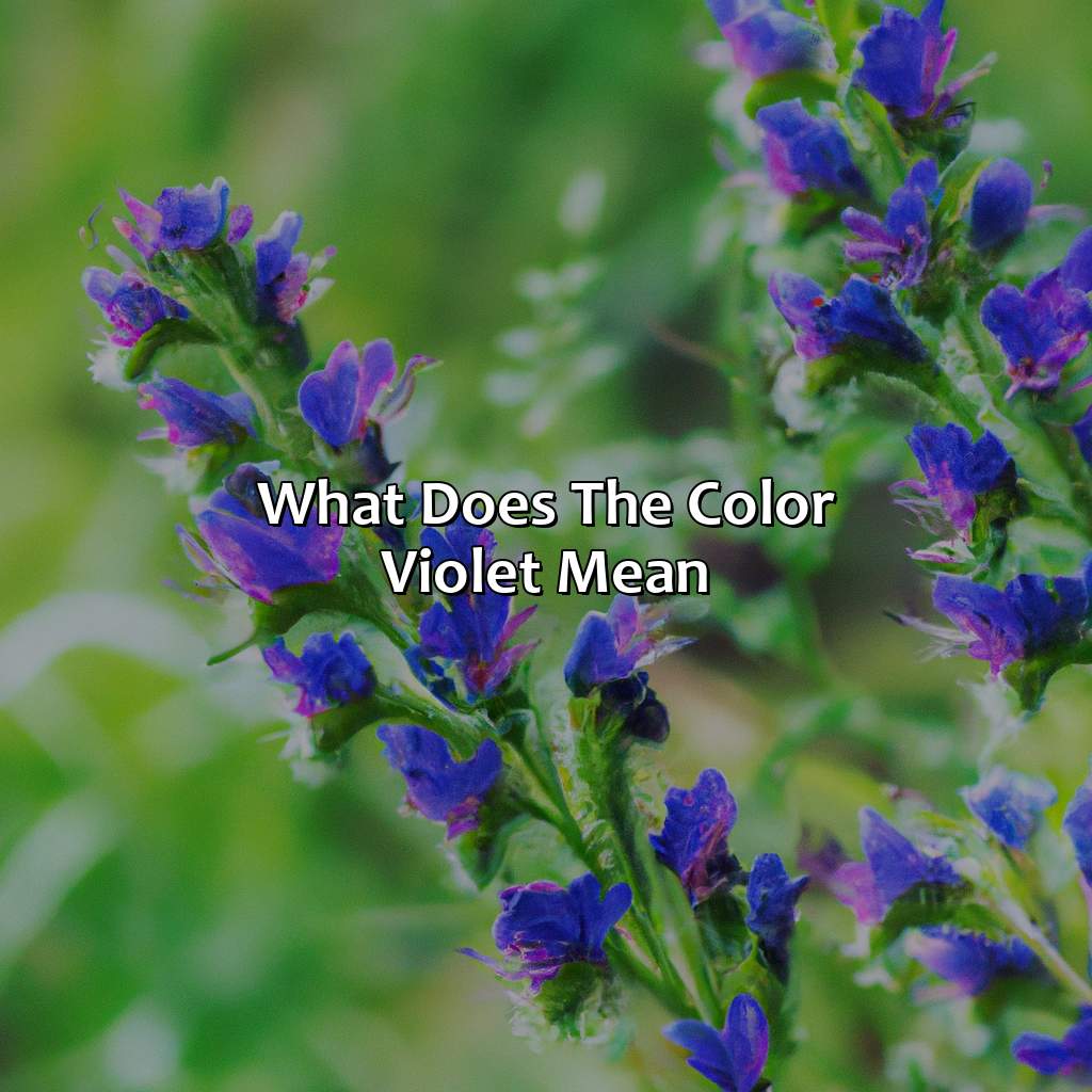 What Does The Color Violet Mean - colorscombo.com