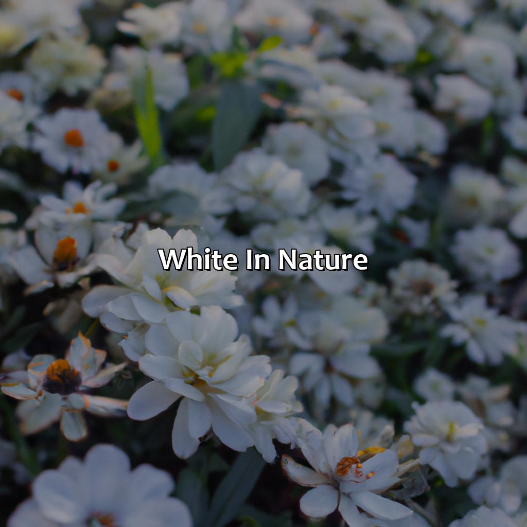 White In Nature  - What Does The Color White Mean, 